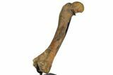Fossil Pachycephalosaurus Femur - Montana #129308-2